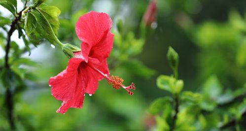 探寻扶桑花花语的深层含义（从希望、永恒到爱情，解读扶桑花的花语）