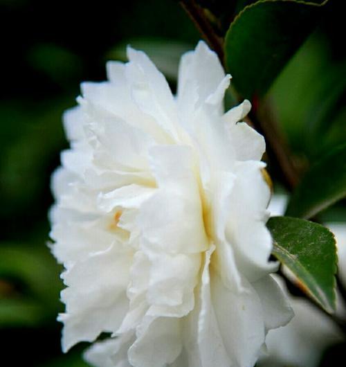 白山茶花语，祈愿和平与幸福（茶香中的生命力量）