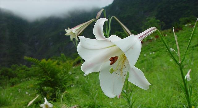 白百合花花语（传递纯洁的爱意，感受优雅的气息）