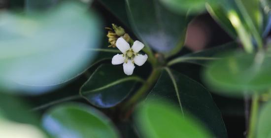 海桐花语——纯洁与永恒（海桐花的寓意和文化价值）