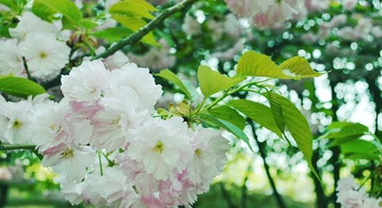 樱花的花语和传说（探寻樱花的神秘与美丽）