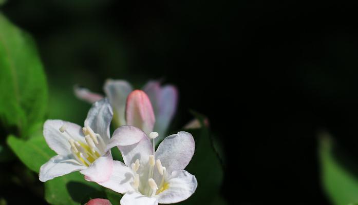 解读锦带花花语（探究锦带花传达的情感含义）