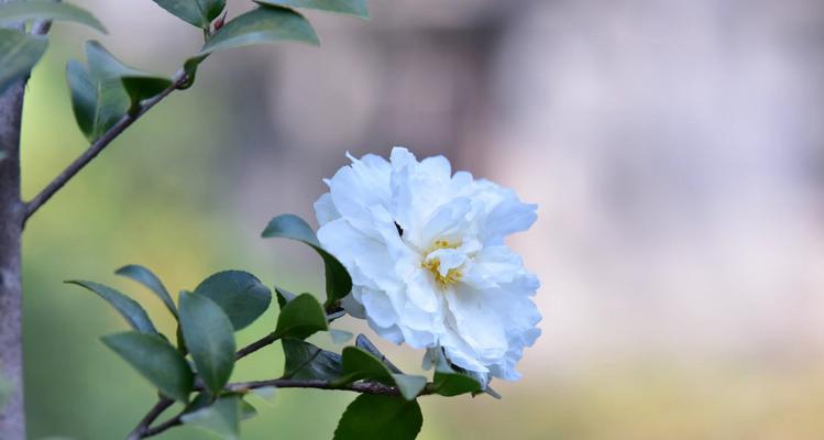 山茶花的寓意与象征（探寻山茶花的文化内涵）