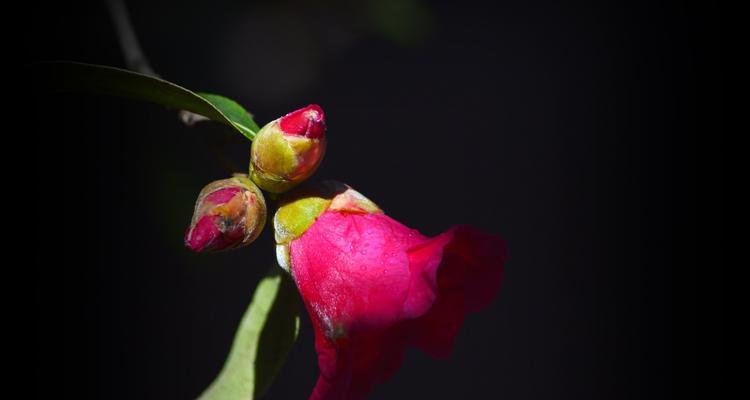 山茶花的寓意与象征（探寻山茶花的文化内涵）