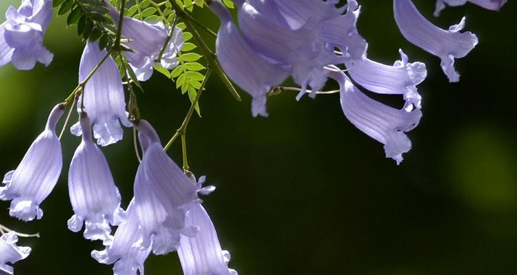 蓝花楹的花语与意义（探究蓝花楹背后深刻的文化内涵）