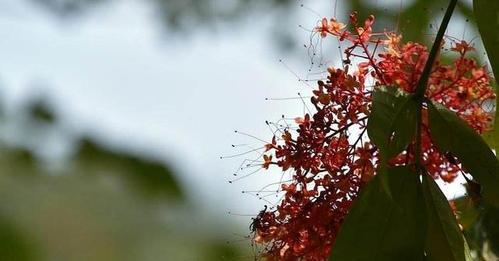 无忧花的花语（传递无忧无虑的幸福和快乐）