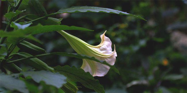 曼陀罗花的花语与介绍（深度探索曼陀罗花的神秘世界）