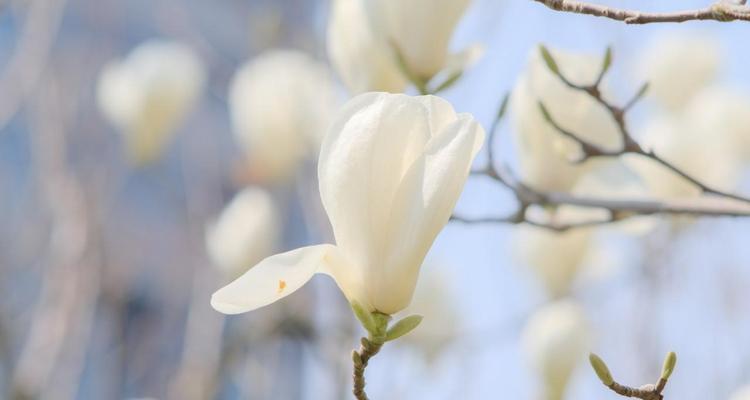 玉兰花的花语与寓意（美丽、高贵、纯洁的象征）