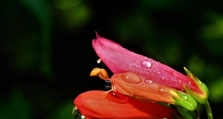 晚香玉花语详解（花开如意，情深意浓）