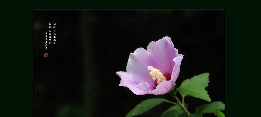 木槿花的花语和寓意（探寻木槿花的丰富内涵）