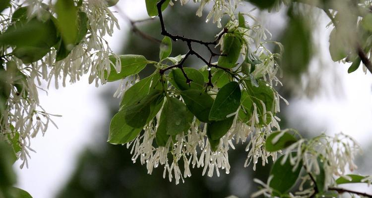 解读流苏花的花语（揭秘流苏花的8种隐含意义）