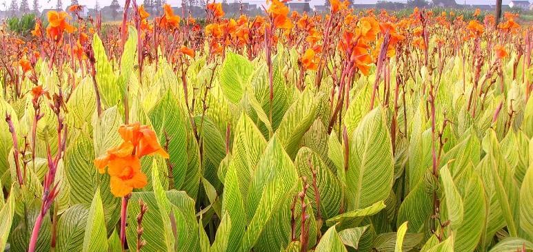 种植美人焦块的方法与技巧（掌握这几点，让你轻松种出美人焦块！）