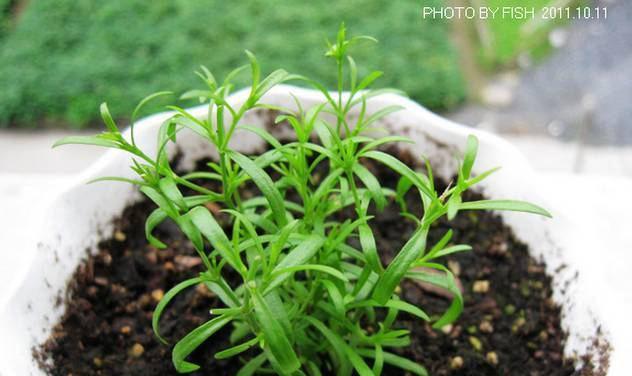 植物播种指南（从选种到萌芽，掌握正确的方法）