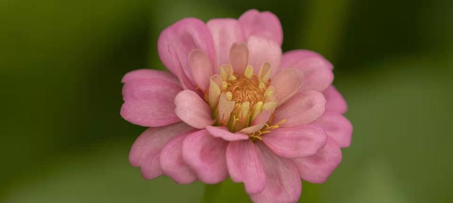 百日菊的种植与鉴赏（探寻百日菊的特点和养护技巧）