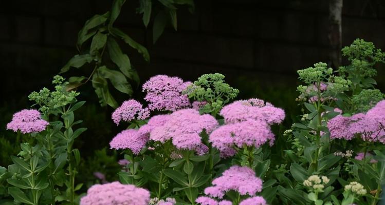 北方宿根花卉种类丰富（探秘北方宿根花卉的花海世界）