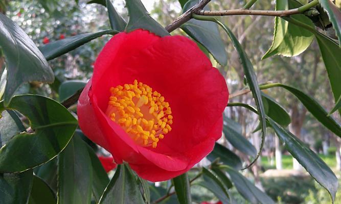 中国十大名贵花树（了解中国花树文化，探访十种名贵花树）