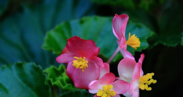 赏花好去处——最美海棠花品种盘点（探秘世间瑰丽绝伦的海棠花品种）