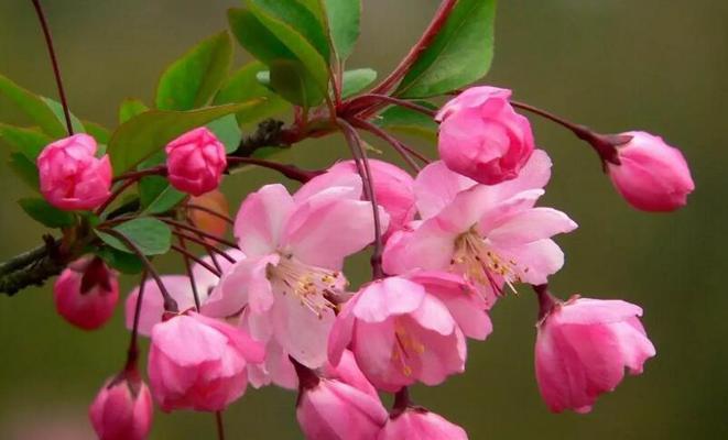 赏花好去处——最美海棠花品种盘点（探秘世间瑰丽绝伦的海棠花品种）