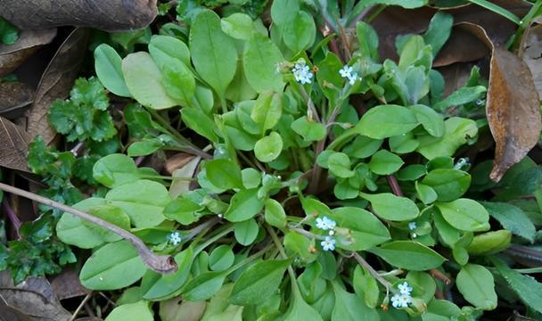 探秘神秘的龙葵花（探究龙葵花的形态、分布、生态和价值）