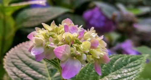 五月花开鲜花盛放的季节（五月份开放的鲜花有哪些？花卉、盆栽、野花，应有尽有！）