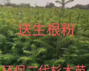 杉树种植全程指南（从选地到施肥，一步步教你如何种植杉树）