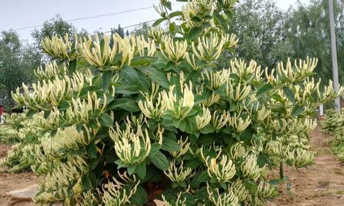 金银花种植全攻略——轻松掌握种植技巧（开启绿色生活，让金银花成为你家的清新代表）