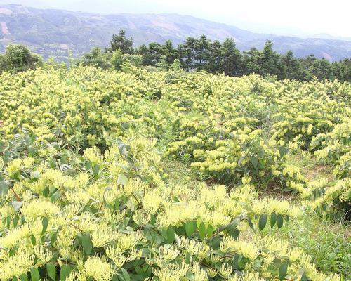 金银花种植全攻略——轻松掌握种植技巧（开启绿色生活，让金银花成为你家的清新代表）