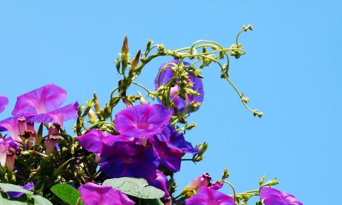 探秘牵牛花的独特之处（了解牵牛花的生长习性、花型和传说）