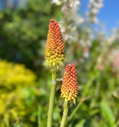 火炬花，缤纷绽放的夏季之花（品味火炬花缤纷绽放的季节变化）