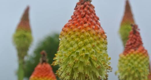 火炬花，缤纷绽放的夏季之花（品味火炬花缤纷绽放的季节变化）