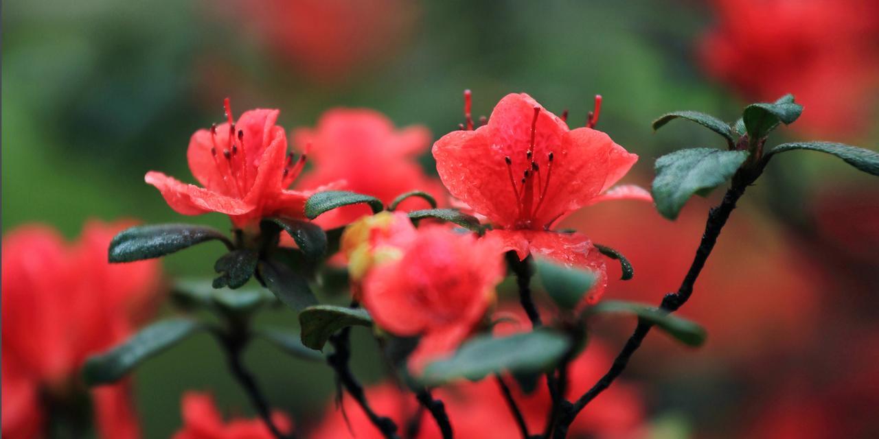 映山红，是杜鹃花吗？（解析映山红和杜鹃花的关系，了解这两种植物的异同。）