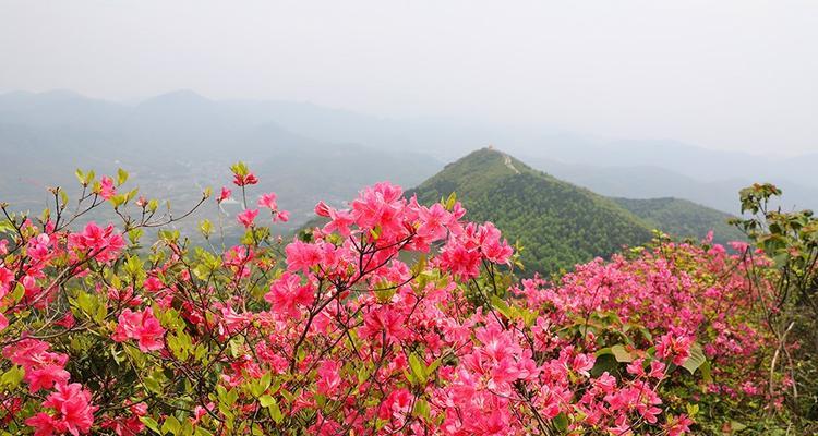 映山红，是杜鹃花吗？（解析映山红和杜鹃花的关系，了解这两种植物的异同。）