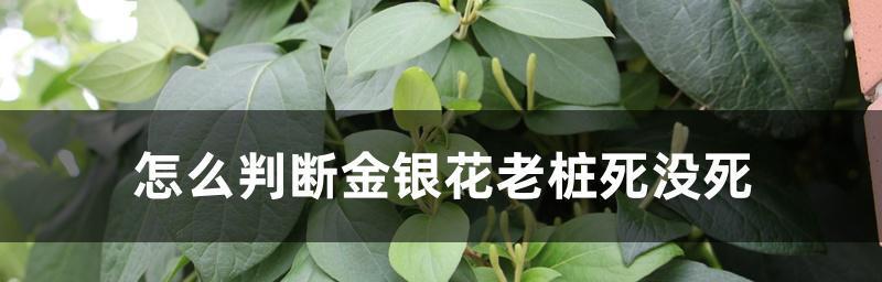 金银花枯死的原因（探究金银花枯死的原因和防治方法）