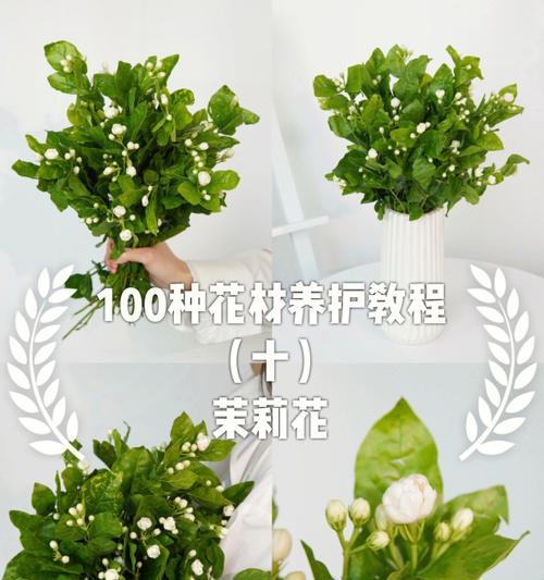 茉莉花的养殖方法（培育茉莉花，享受馨香清新）