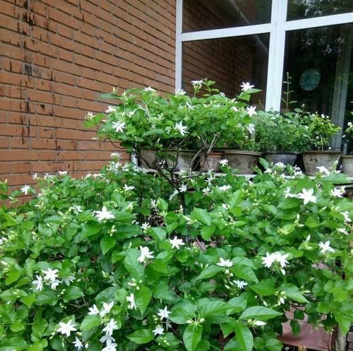 盛夏花香（以花为媒，分享夏日美好）