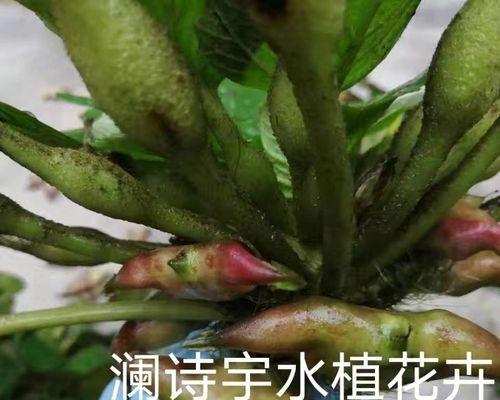 盆栽菱角的种植方法（让你在家也能种出美丽的菱角植物）