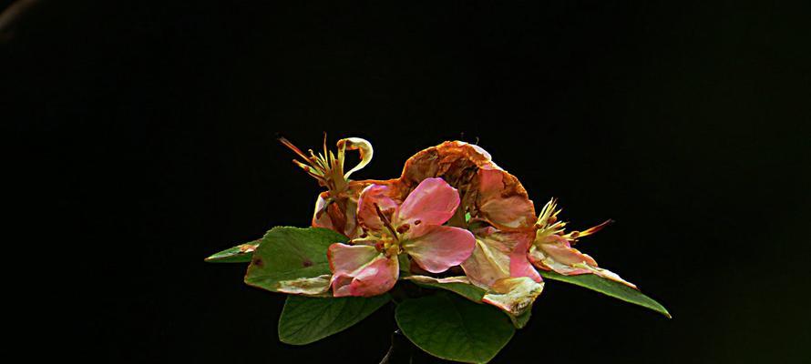 垂丝海棠的花期及开花特点（从春到秋，垂丝海棠花开不断）