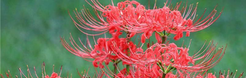 花开花落，彼岸花绚烂的一周（探寻彼岸花的生长习性及精彩开放）