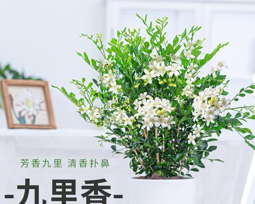 如何种植九里香花（让你的九里香花绽放美丽的花朵）