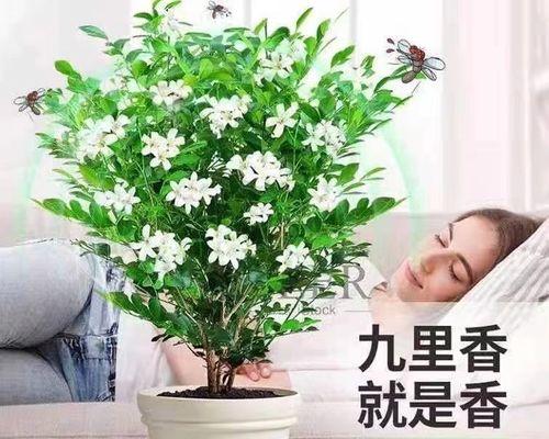 如何种植九里香花（让你的九里香花绽放美丽的花朵）