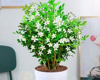 如何种植九里香花（让你的九里香花绽放美丽的花朵）