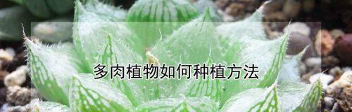 多肉植物的种植与养护（打造自家的多肉花园，让家变得更美丽）