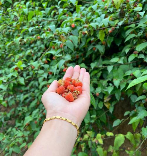 野生树莓的种植与养护（探究野生树莓栽培的技巧和方法）