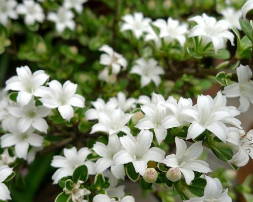 重瓣六月雪的种植与养护（打造精美庭园，从这款花卉开始）