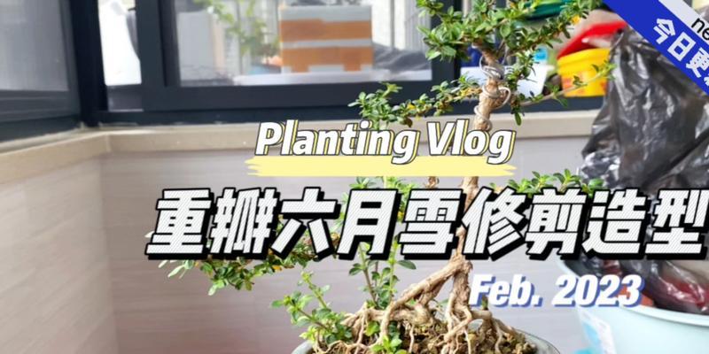 重瓣六月雪的种植与养护（打造精美庭园，从这款花卉开始）