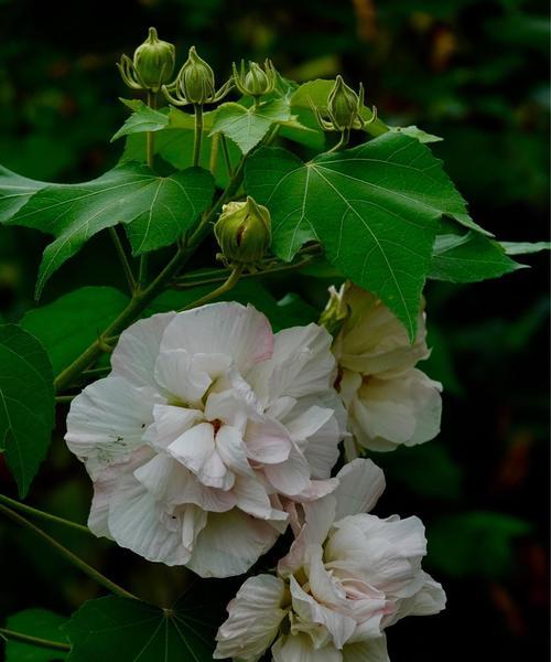 芙蓉花语——传递爱与美的使者（从传说到文化，探寻芙蓉之美）