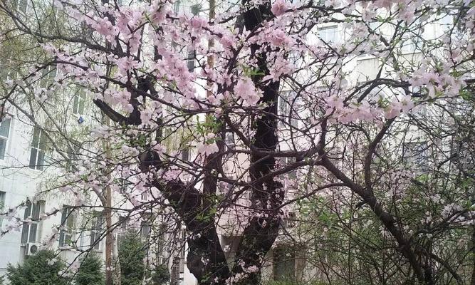 红丁香花语（传递爱与思念的鲜花语言）