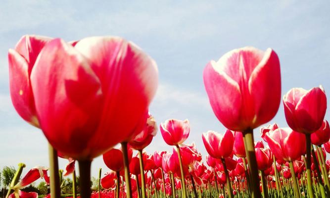 郁金香花语大揭秘（从颜色解读郁金香情感的丰富内涵）