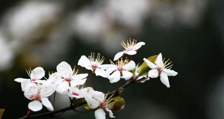 解读单生花的象征意义（探索单生花的寓意和文化背景，揭示它在人们心目中的重要地位）