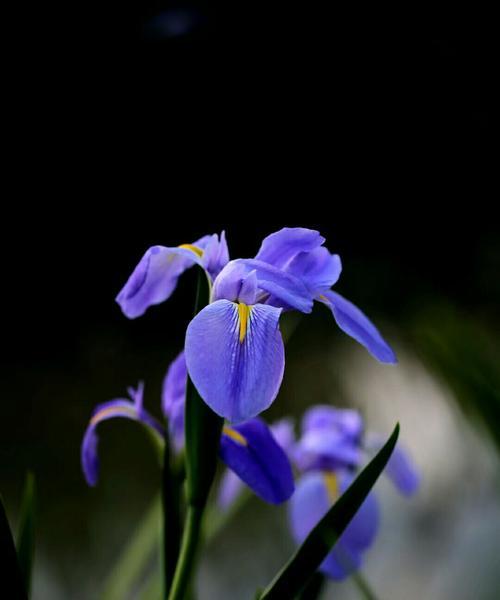 茑尾花的花语（探寻茑尾花的寓意与象征）